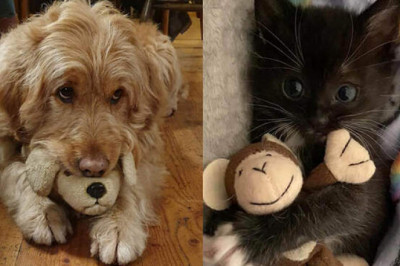 Зверское счастье: 20 милейших фотографий домашних питомцев, которые доказывают, что им тоже нужны плюшевые игрушки