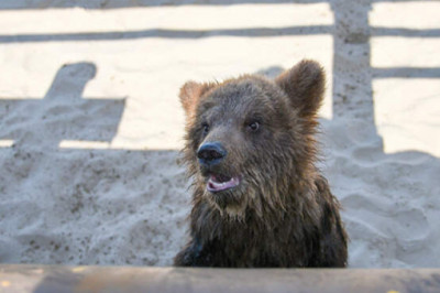 На Урале медвежонок забрел на территорию завода