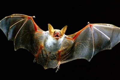 Как в процессе эволюции появляются новые органы