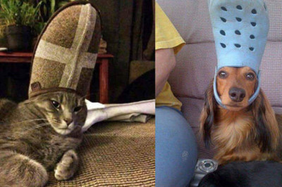 Забавные снимки домашних питомцев, которые примерили образ Папы Римского