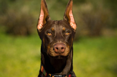 10 самых умных собак: какие породы отличаются высоким интеллектом