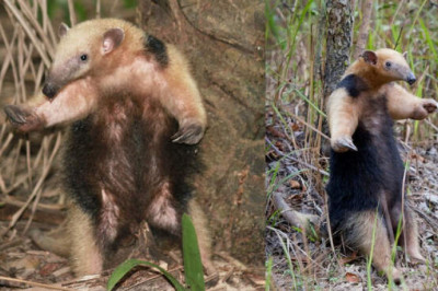 Как выглядит устрашающая боевая стойка муравьеда