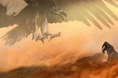 Гиганты в мире птиц