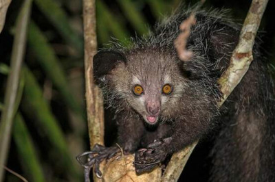 Ай-ай: 10 любопытных фактов об мадагаскарской руконожке