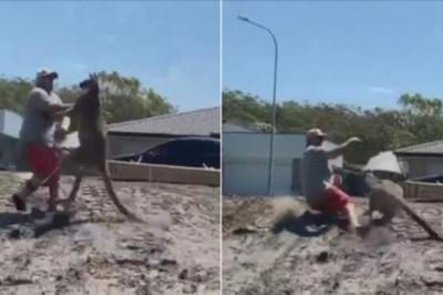 Как кенгуру нокаутировал австралийца