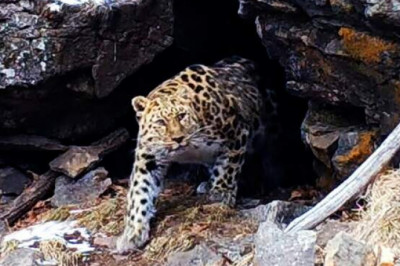 Как выглядит пещерный обед амурского леопарда