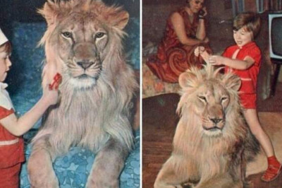 Трагическая история семьи Берберовых, которая держала льва в простой советской квартире