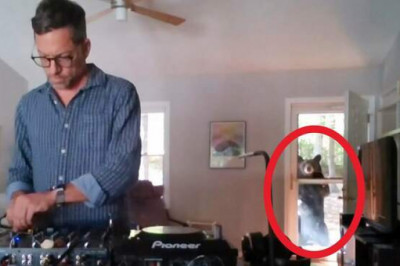 В США медведь пришел на выступление к диджею