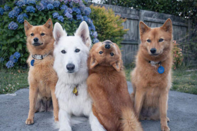 Забавный финский шпиц придумал «фишку» и портит групповые фотографии своей семьи