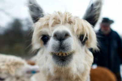 Альпака, ангорский кролик и др: 10 самых уродливых животных на Земле
