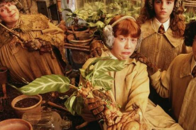 Мандрагора, анчар и др: как выглядят таинственные растения, о которых часто пишут в книгах