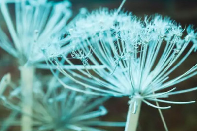 Сорняк, который захватывает планету: откуда взялся борщевик Сосновского и что о нем нужно знать