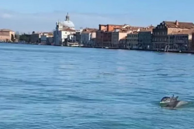 В Венецию вернулись дельфины