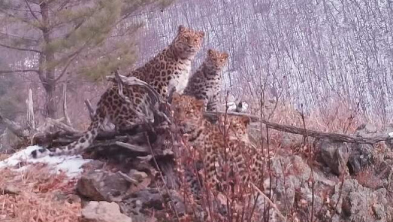 В Приморье сразу четыре редчайших леопарда попали на видео