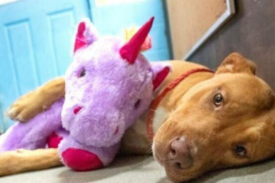 Как бродячая собака подружилась с фиолетовым единорогом и растопила миллионы сердец во всем мире