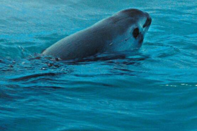 Чтобы спасти вакит экологи требуют оказать международное давление на Мексику