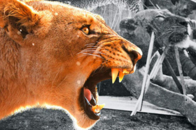 Людоеды из Цаво: кровожадная история самого знаменитого в истории противостояния между человеком и львом