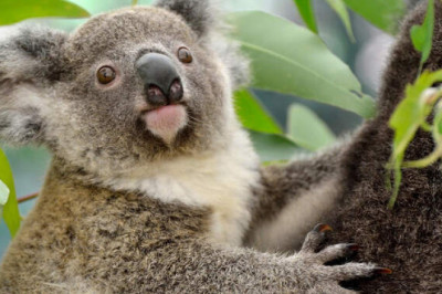 Коалы: рабы желудка