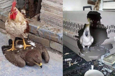 От петуха-Люцифера до злого какаду: забавные фотографии птиц, которые возомнили себя непобедимыми бойцами