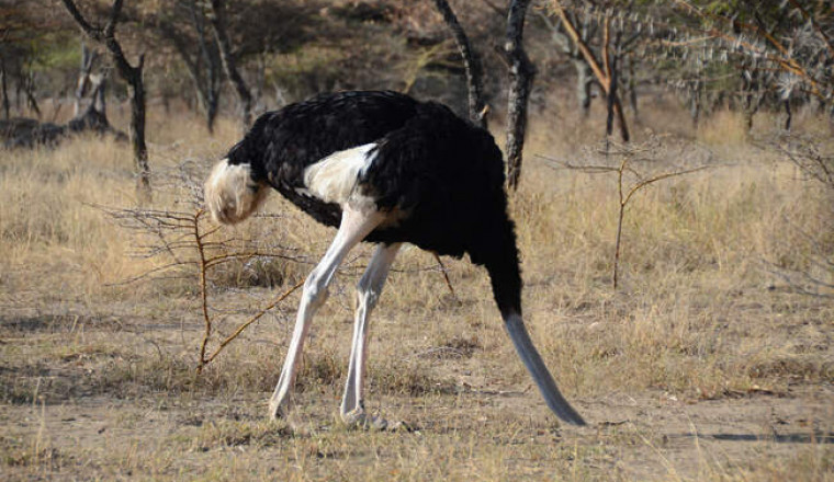 Чудо в перьях: правда и мифы о страусах