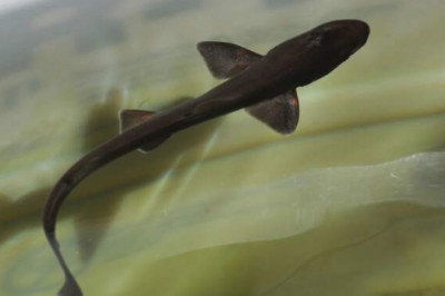 Кузнец не нужен: акуленок родился в аквариуме, где обитают только самки