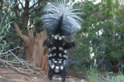 Не только вонючки: удивительные факты о скунсах