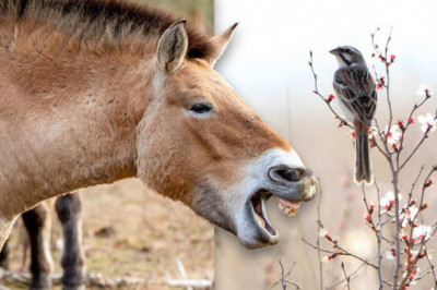 7 животных России, которые скорее всего исчезли навсегда