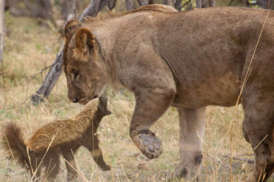 Бесстрашный медоед: зверь, которого все боятся