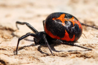 10 ядовитых тварей России: от самого безобидного для человека до самого опасного