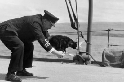 Непотопляемый Сэм: кот, который пережил три кораблекрушения