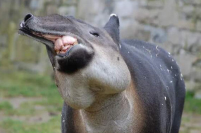 Тапиры: с хоботом, но не слон, с пятачком, но не свинья