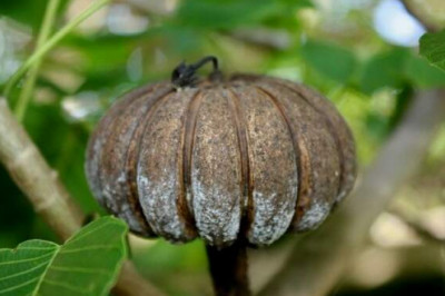 Почему «динамитное дерево» считается одним из самых опасных деревьев на планете