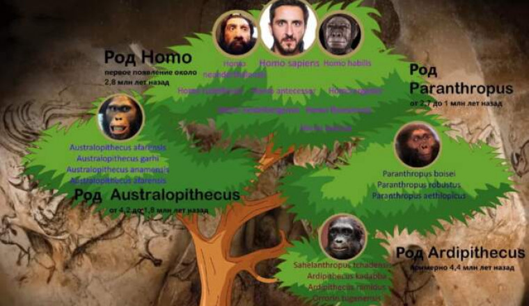 Мое перерождение в древо эволюции 181. Древо хомо сапиенс. Родословное Древо человека. Генеалогическое дерево человека. Эволюционное Древо человека.