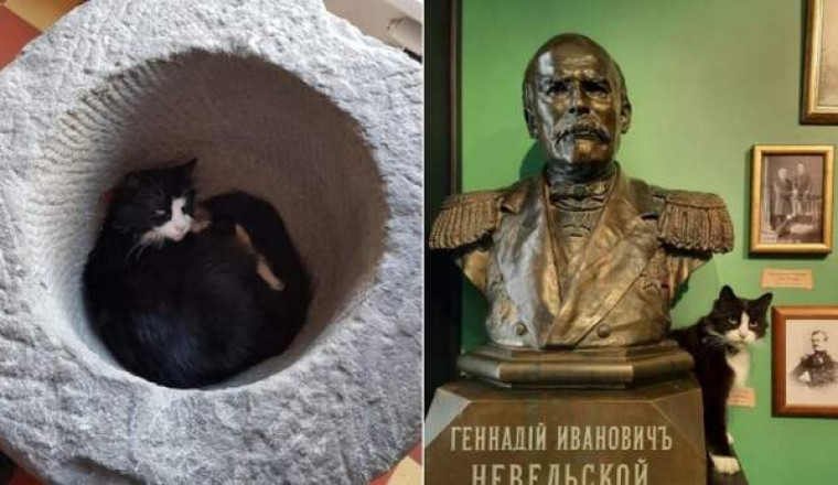 The Cat экспонат музея.