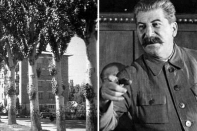 Зачем в СССР каждый уголок засаживали тополями