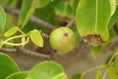 Манцинелла: самое опасное дерево в мире, которое может вас убить
