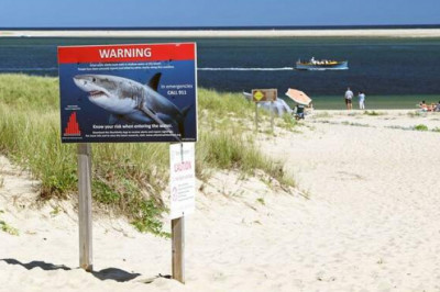 Фильм «Челюсти» в реальности: 5 нападений акул на людей, которые потрясли мир