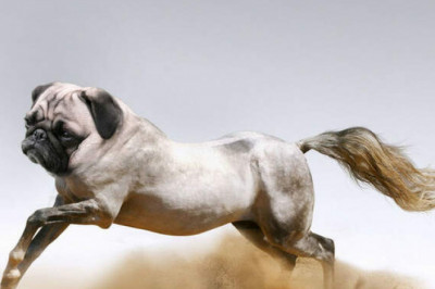 Самые необычные гибриды животных, о существовании которых вы не подозревали