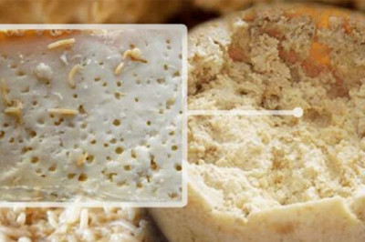 Касу Марцу: смертельно опасный сыр с живыми личинками из Сардинии