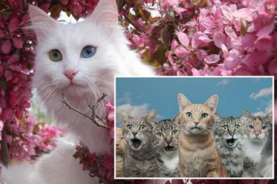 Роль кошки в жизни человека