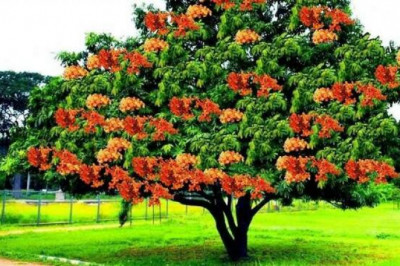 Что объединяет бога Каму, дерево ашока и Камасутру?