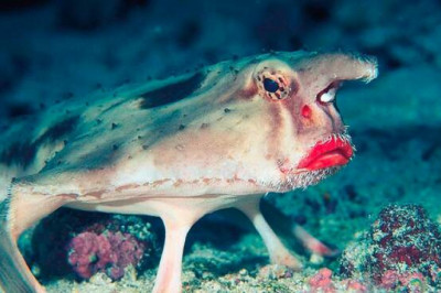 Нетопырь Дарвина: как живет подводный монстр