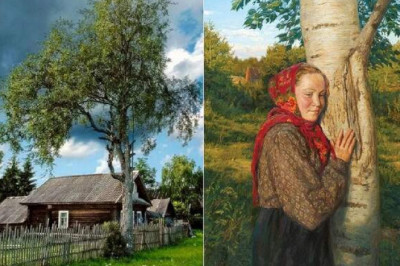 Почему на Руси никогда не сажали у дома осину и иву, и Какие деревья помогали людям