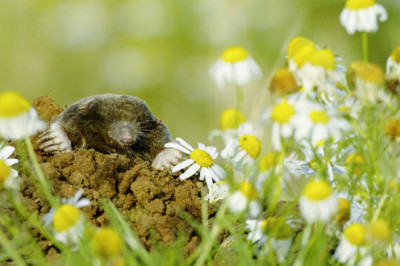 Землекопы: как кроты научились счастливо жить в одиночестве