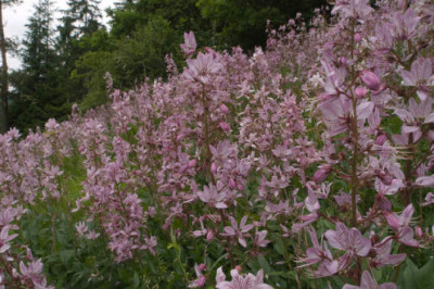 Ясенец: красивый отравитель с огоньком