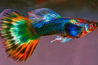 Как инвазивные виды рыб захватывают российские водоемы