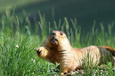Тарбаган: как живет монгольский сурок